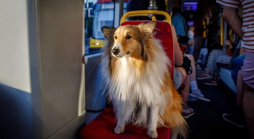 A busz ülésén mit keres a kutya?! – háborodott fel olvasónk