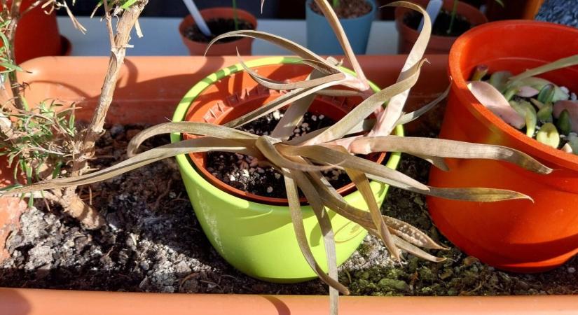 Megmenthető még az elbarnult levelű Aloe vera?