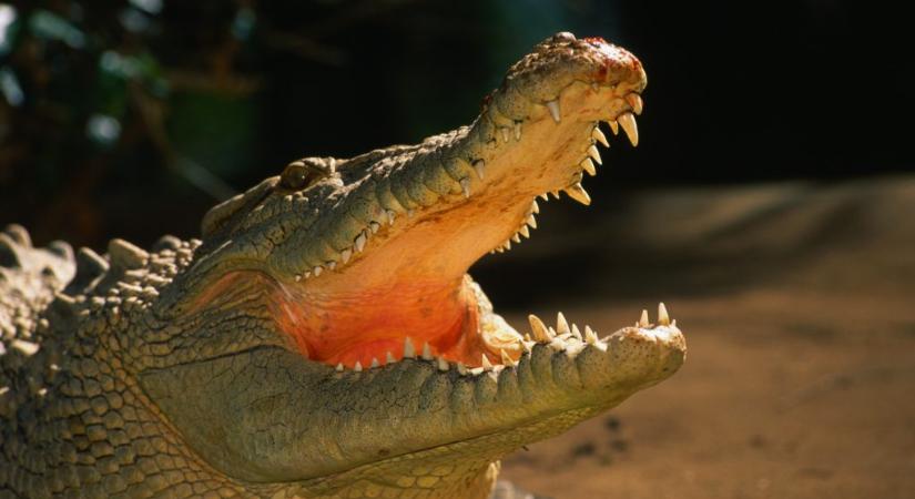 Krokodil végzett egy kamasszal Ausztráliában