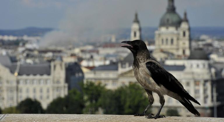 Egyre több magyar városban lecsapnak a ragadozó madarak