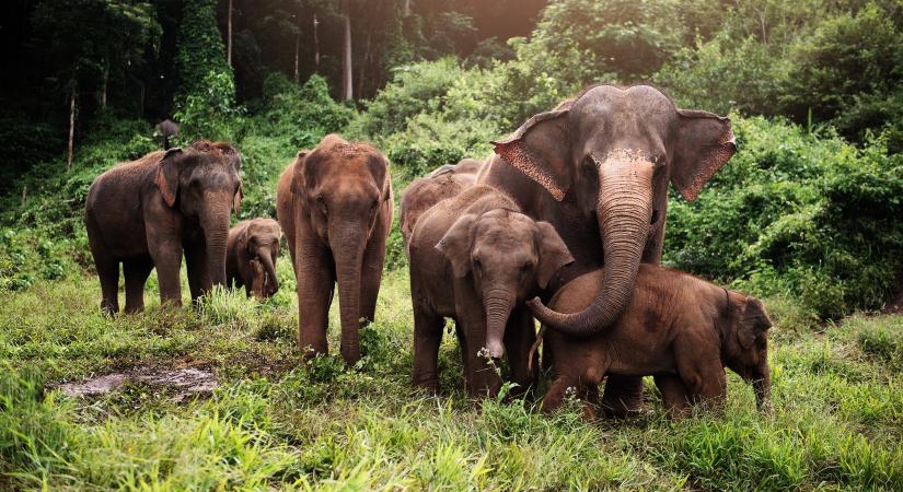Igaz lehet, hogy az elefántok is gyászolnak