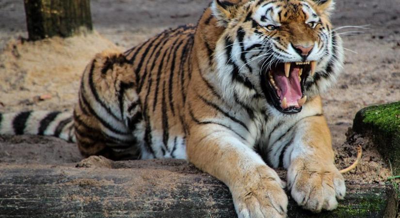 Súlyosan megsebesített egy tigris egy idős önkéntest Carol Baskin állatkertjében
