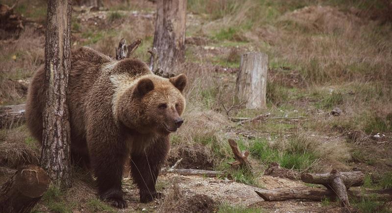 Fotózni akarta a medvét az idős turista a víztározónál, ekkor támadt rá az állat