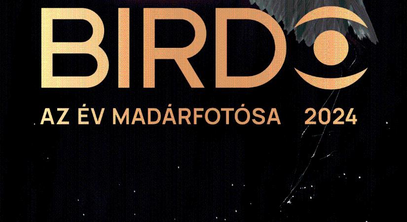 Birdo Az év madárfotósa 2024 nemzetközi fotópályázat