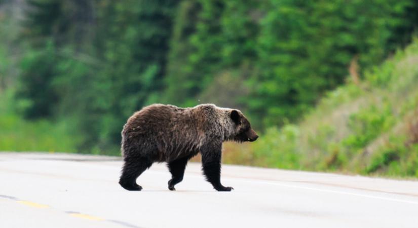 Rendkívüli helyzetet hirdettek a medvék miatt egy járásban