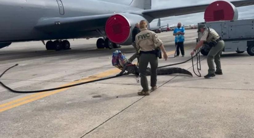 Eltévedt aligátor okozott rémületet egy amerikai légibázison - videó