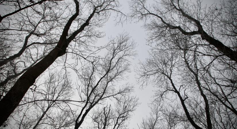 Fákat vizsgáltak az elmúlt hónapokban Hódmezővásárhelyen