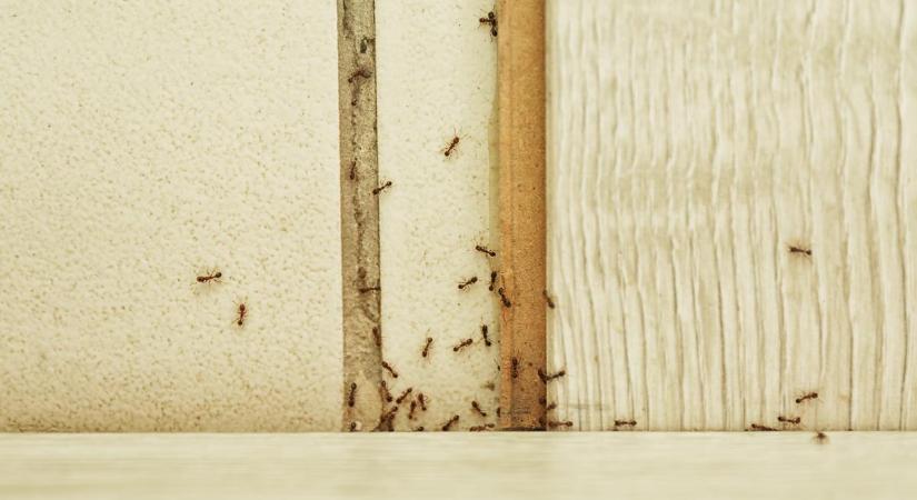 Nálatok is gyakori vendégek a hangyák? Így űzheted el őket legkönnyebben az otthonodból