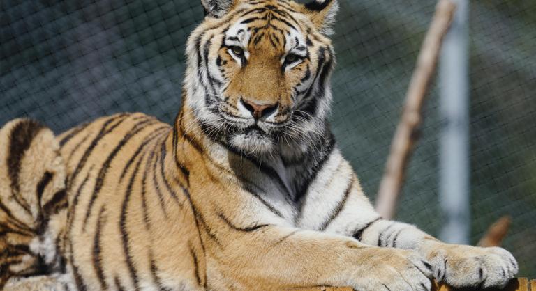 Tigris támadt egy idős önkéntesre Floridában