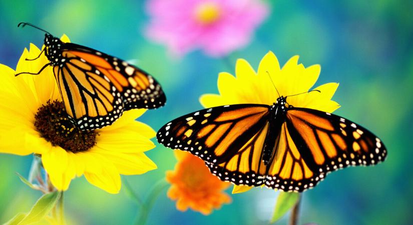 Így lesz több pillangó a kertedben
