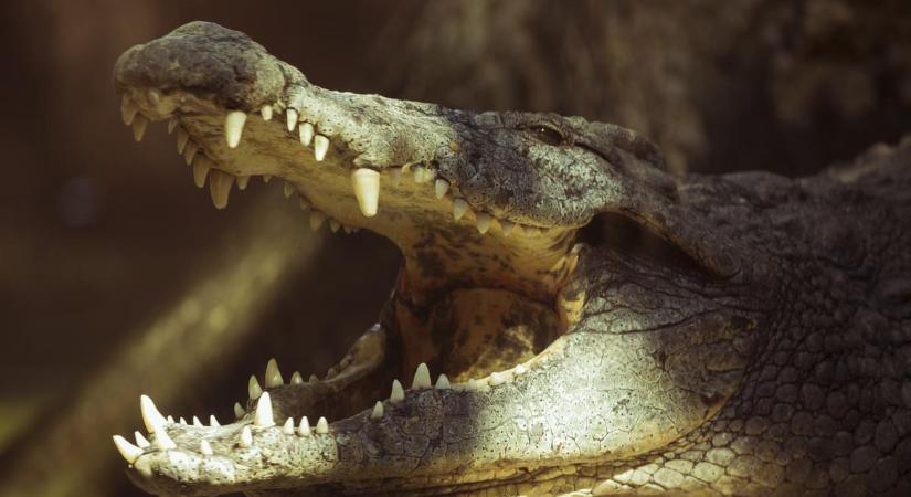 Felfoghatatlan tragédia: vérengző krokodil marcangolt halálra egy tinédzsert