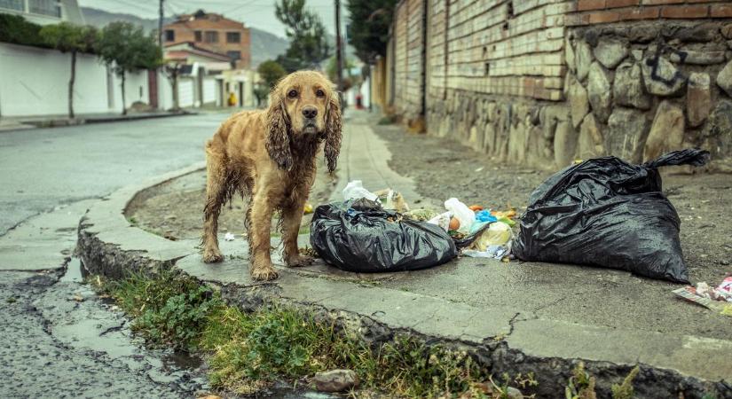 Mikor büntetik végre keményen itthon az állatkínzást?! - A horvátoknak elegük lett, börtönbe megy, aki elhagy egy kutyát