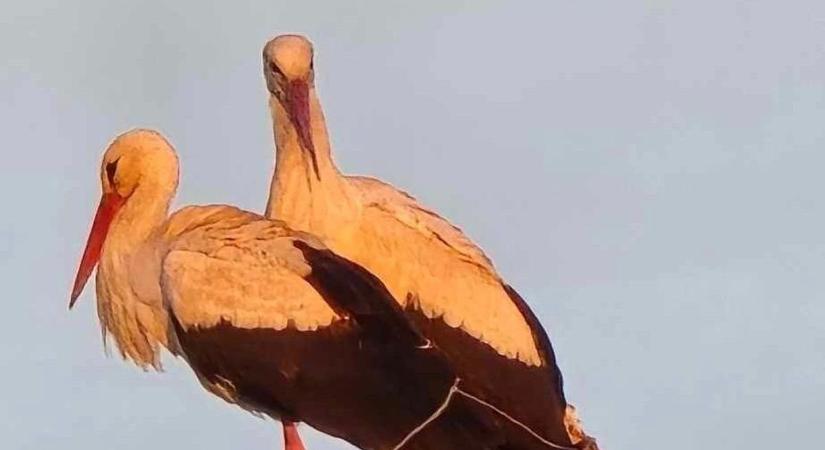 Bő tíz év után újra gólyák költöztek Vátra - fotók