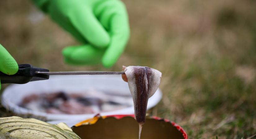 A svéd halkonzerv, ami felér egy vegyi fegyverrel – ez a surströmming