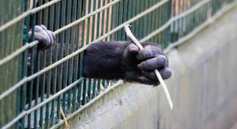 Koppannak a kínai cégek: nem elég nagy biznisz már a kísérleti majmok eladása