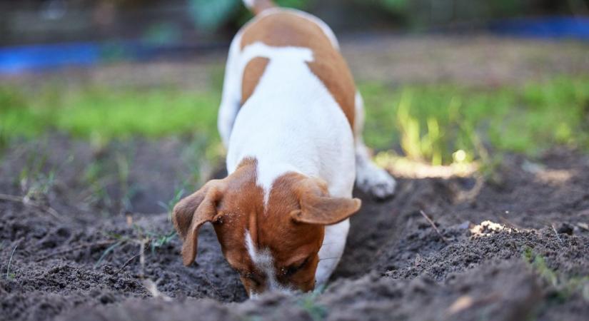 A kert rémei: ezek a kutyafajták az ásás bajnokai