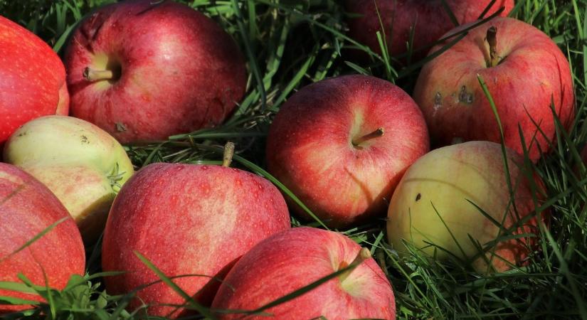 Bajban a nagy almatermesztő körzetek, fagypont környékére hűlt a levegő Lengyelországban