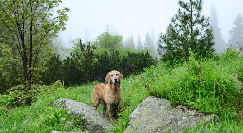 A nedves fű a kutyák egyik legnagyobb ellensége: elmondjuk, miért