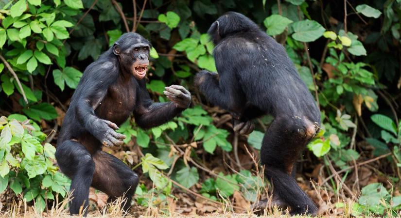 Kiderült, hogy a békeszerető bonobók igazából hatalmas bunyósok – Hogy rejtegették eddig?!
