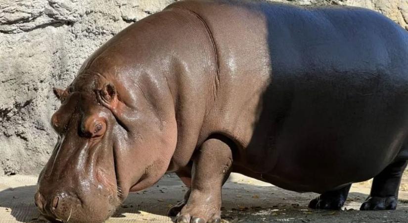 Meglepetés az állatkertben: hét év után derült ki egy hímnek hitt vízilóról, hogy nőstény