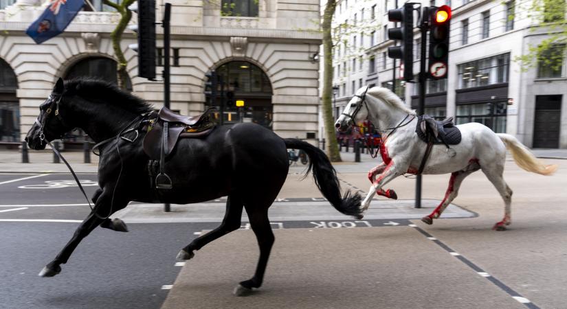 Két elszabadult ló vágtatott végig London utcáin