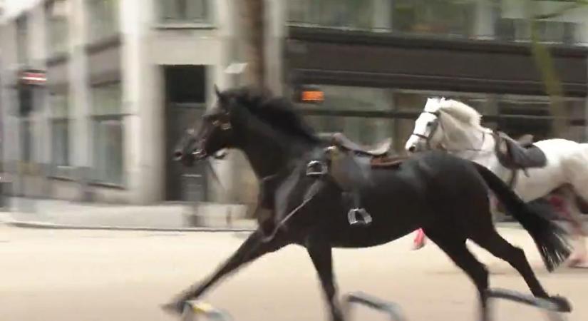Elszabadult lovak tarolták le London belvárosát, többen megsérültek: videón a véres vágta