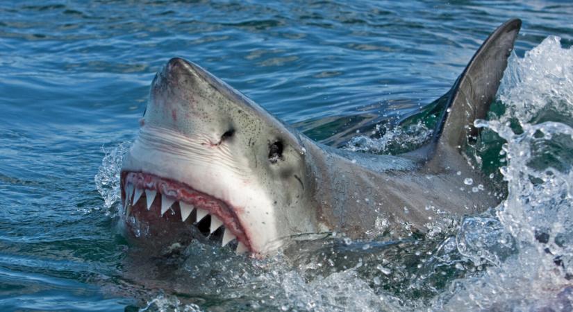 Újabb brutális cápatámadás történt egy turistaparadicsomban