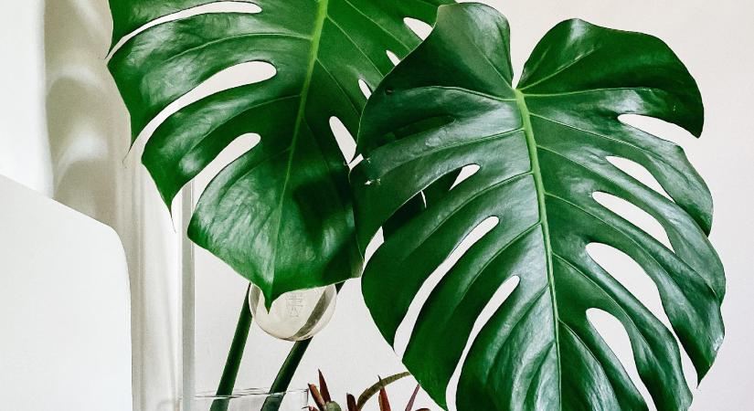 7 gyönyörű, légtisztító hatású növény otthonra
