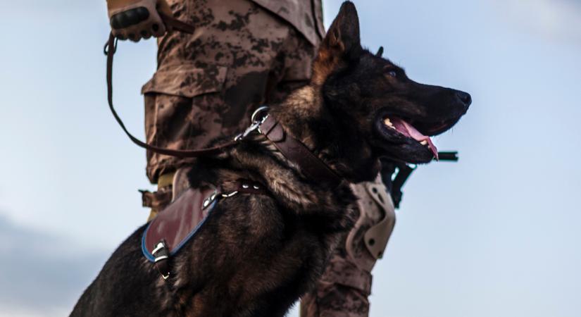 Hős kutyák, akik életük árán is a hazát szolgálták