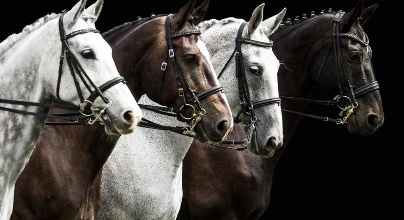 Véres királyi lovak vágtáztak a belvárosban – VIDEÓ