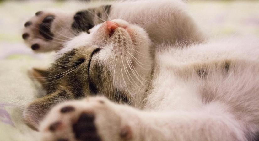 7 furcsa viselkedés, ami bajt jelez a cicáknál