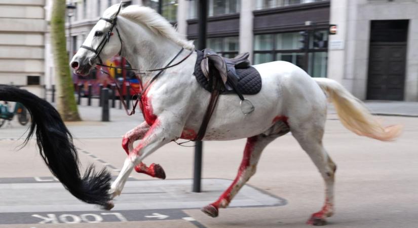 Véres katonai lovak lepték el London belvárosát – videó