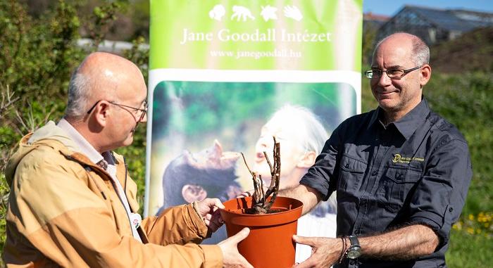 Jane Goodall békét hozó rózsatövei Budatétényben