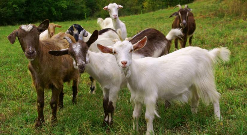 Sürgősen kecske-örökbefogadókat keresnek: etikusan oldanák meg az állatinváziót