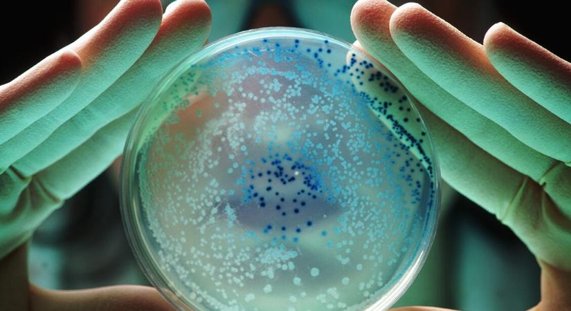 Vámpír baktérium: vérre szomjazik és halálos fertőzést terjeszt