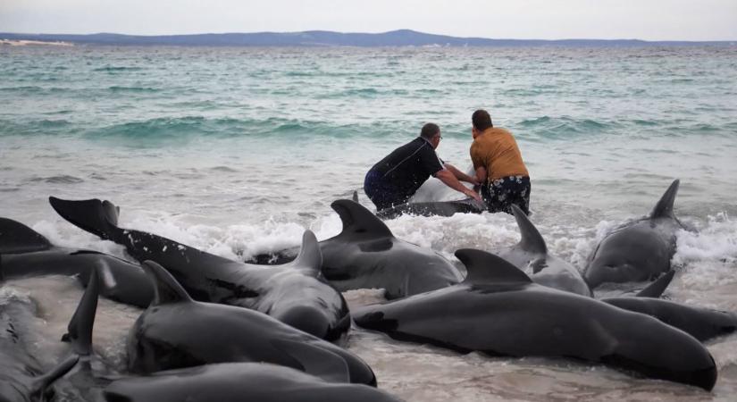 Száznál is több gömbölyűfejű delfin vetődött parta Nyugat-Ausztráliánál