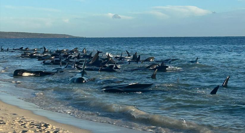 Mintegy 140 gömbölyűfejű delfin vetődött partra Nyugat-Ausztráliában
