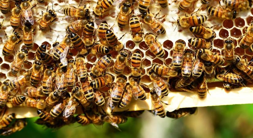 Hatalmas bajban a méhészek: az időjárás miatt veszélyben az akácméz
