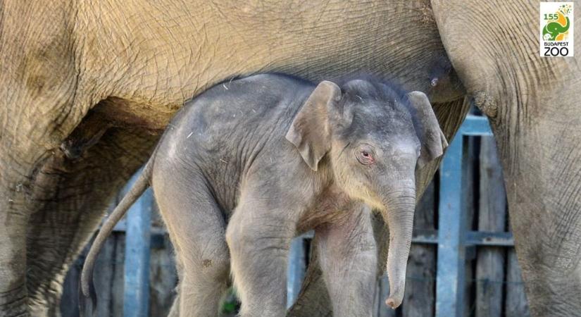 Három éves lett a Csire Zsuzsi által örökbefogadott kis elefánt Samu, aki legyőzte a gyilkos kórt