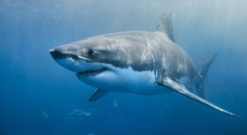 Kamerát szereltek egy fehér cápa hátára