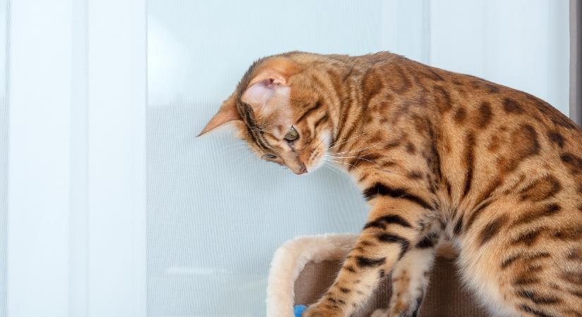 Ez a népszerű játék életveszélyes a macskára: röntgenen mutatjuk, miért