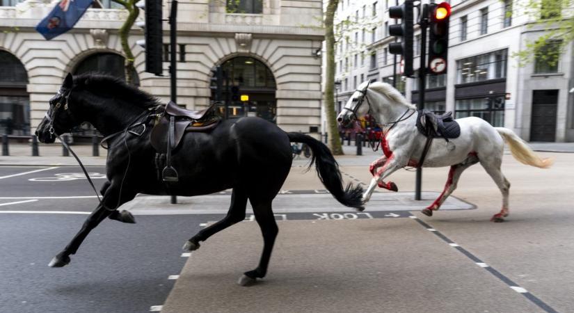 Az egyik Londonban elszabadult ló már Károly koronázásán is problémás volt: akkor fejbe rúgott egy embert