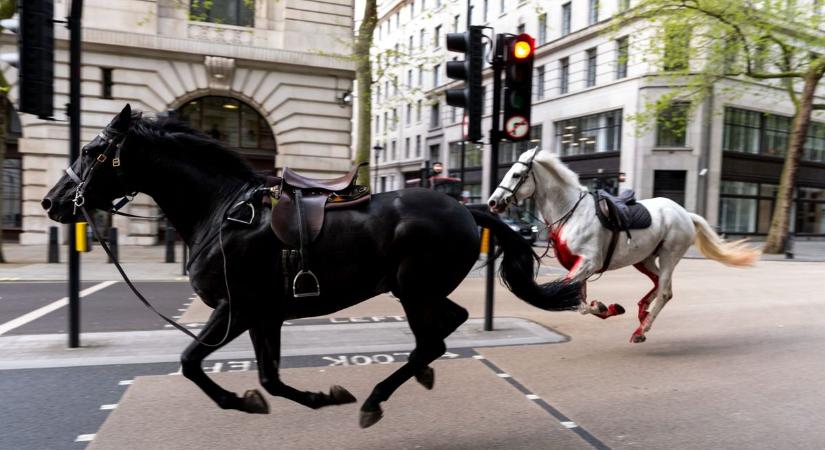 Nagyon súlyos sérüléseket szenvedtek a London közepén tomboló véráztatta lovak