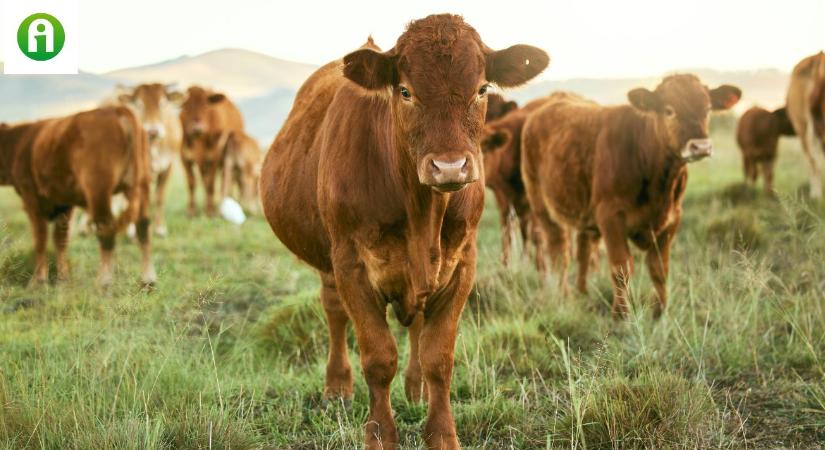 Így lehet igényelni a húshasznú szarvasmarha állatjóléti támogatást