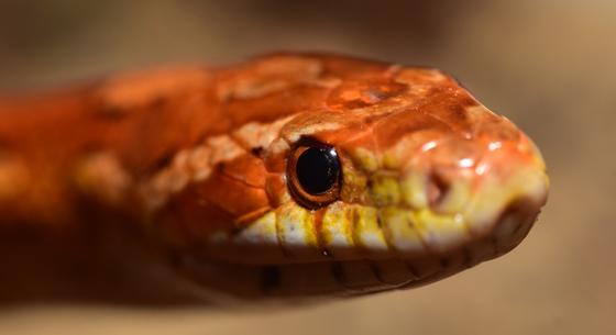 Megtalálták a világ leghosszabb őskígyóját, 15 méterről írnak