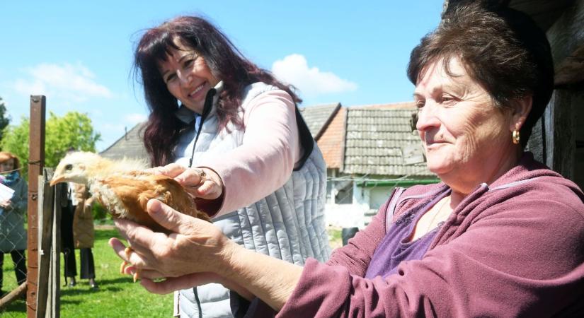 Már a csirkéket is megkapták: nagy lehetőség előtt állnak a kőtelki családok – galériával