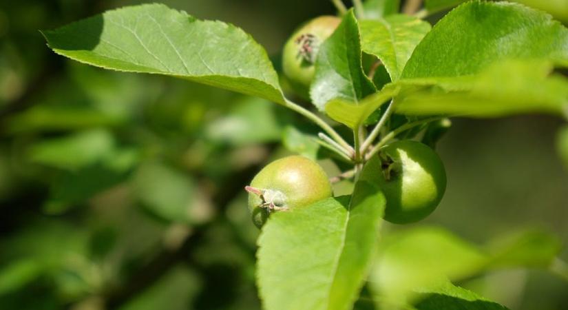 Lehet, hogy már most megfertőzte a lisztharmat az almafát?