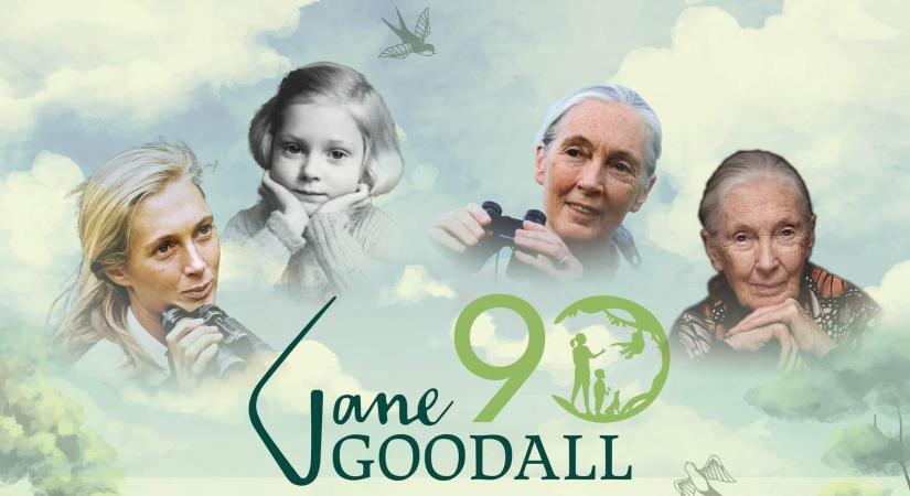 Aki a szívével kutatta a csimpánzokat – Jane Goodall-kiállítás nyílt Budapesten
