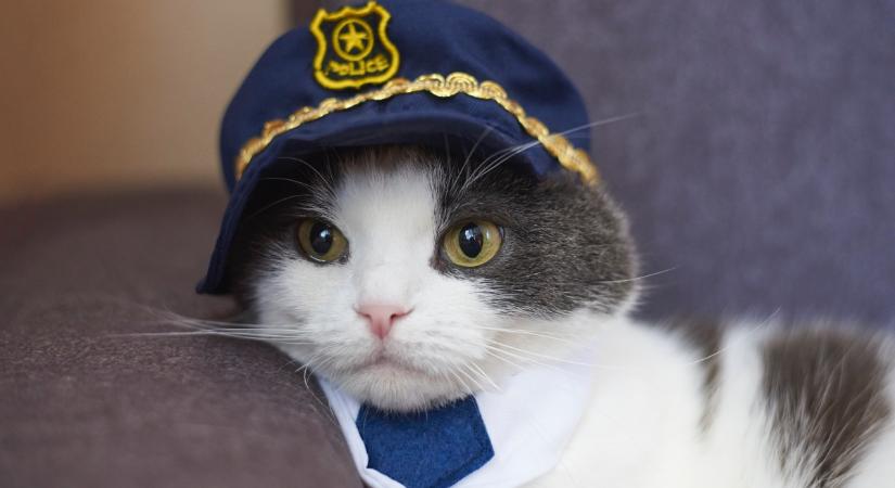 Ilyet Magyarországon nem látsz: így néz ki egy rendőr macska