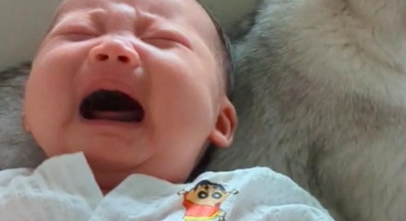Nem tudta megnyugtatni a babát az apa: amikor rátette a macskára, meglepő dolog történt - Videó